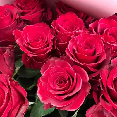 ШРАБЫ – купить саженцы роз в розницу оптом ст Кущевская Краснодарского края  | Розы Вдохновения