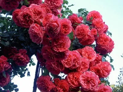 Простая классификация садовых роз | ВКонтакте
