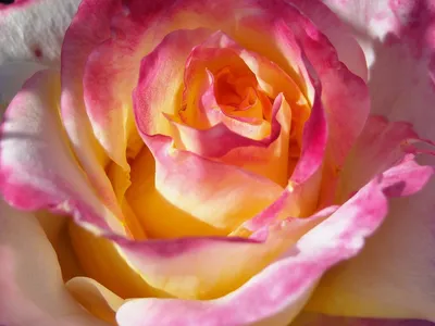 Розы - Розы. Классификация, характеристики, уход. | Passiflora.club