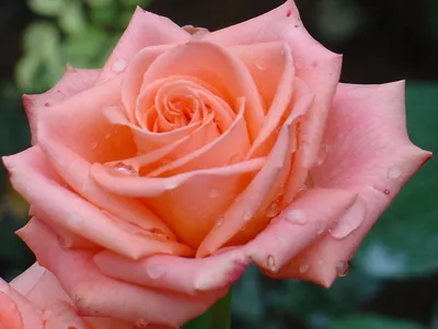 Выбираем розы для розария… - посадка, уход, фото, как вырастить и собрать  урожай - «Блог Флориум.юа» 2024