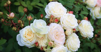 Садовая культура розы. История, селекция и агротехника