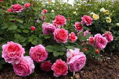 PDF) Roses introduced and cultivated in Ukraine