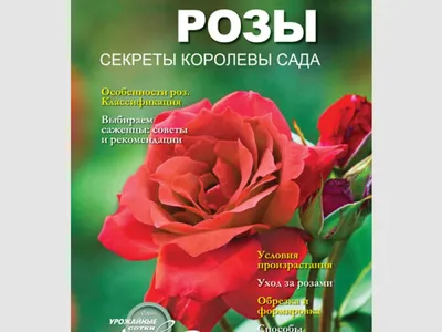 Типы роз: садовые розы и стандартные розы