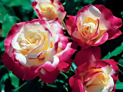 Современная классификация роз. Виды - sonceSad Современная классификация роз.  Виды - sonceSad