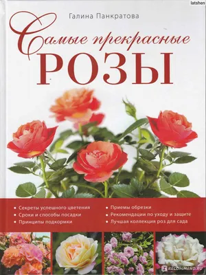 Розы бордюрные - купить саженцы в интернет-магазине в Москве