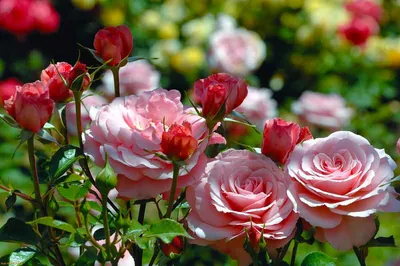 Грамотная обрезка роз разных групп: основные отличия и особенности видов