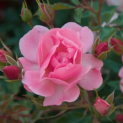 Самые прекрасные розы. Галина Панкратова - «Эти прекрасные розы...» | отзывы