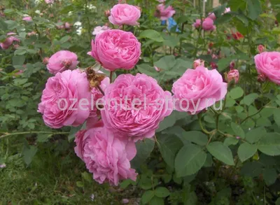 Розы, практическая классификация для садоводов | EXOTIC PLANT Редкие  коллекционные растения