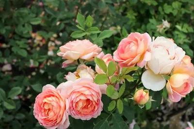 Натуральные темно-красные бутоны роз, 50 г, ароматные сушеные темно-розовые  двойные цветы, органический бутон сушеных цветов | AliExpress