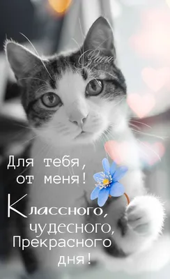 Классного дня ! | Счастливые картинки, Семейные цитаты, Кошачьи цитаты