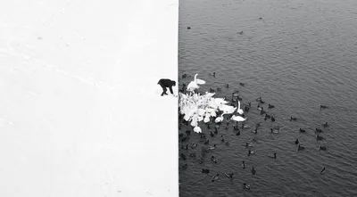 Лучшие чёрно-белые снимки фотоконкурса Siena International Photography  Awards 2016
