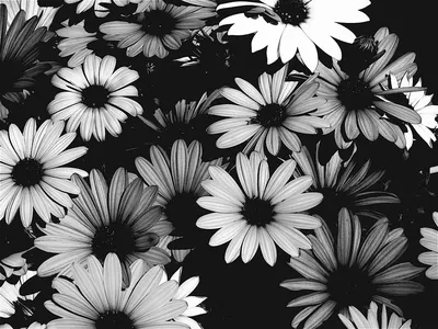 Красивые черно-белые картинки цветы - рисунки