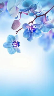 Красивые картинки на телефон цветы на главный экран - подборка