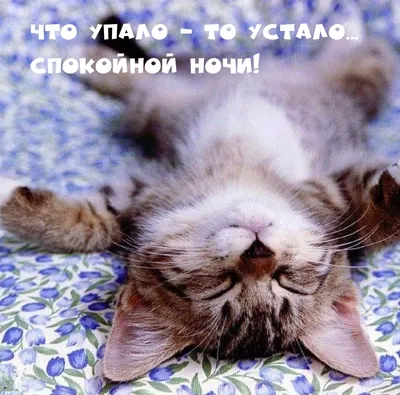 Спокойной ночи: позитивные картинки с пожеланиями доброй ночи | Joy-Pup -  всё самое интересное! | Дзен