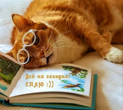 спокойнойночи #сладкихснов #открытки #картинки #oksanash68 #взаимно | TikTok