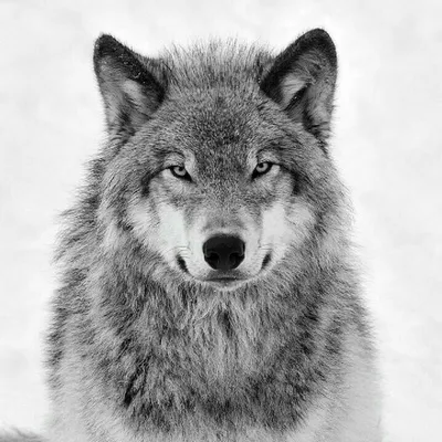 Красивые картинки волки (45 фото)