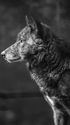Волк с разными глазами - 70 фото