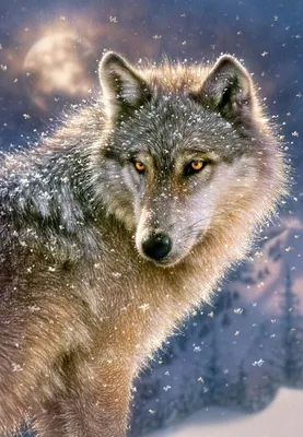 Волки — Красивые картинки