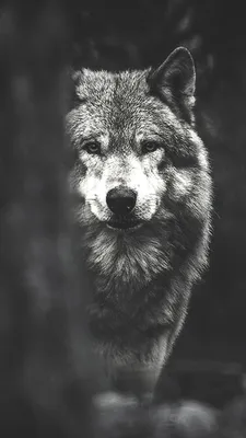 Волк с разными глазами - 70 фото