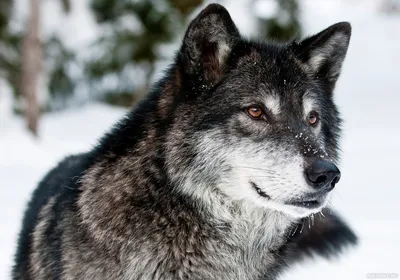 Красивые Глаза Дикого Волка — стоковые фотографии и другие картинки Волк -  Волк, Глаз, Голова - iStock