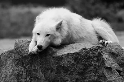 Неоновый волк (48 фото)