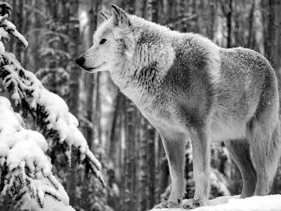 Прикольные картинки про волка (47 фото) » Юмор, позитив и много смешных  картинок