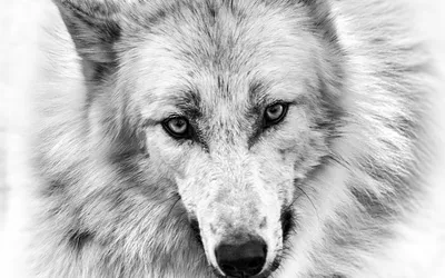 Прикольные и красивые арт картинки волка. Нарисованный волк, фэнтези