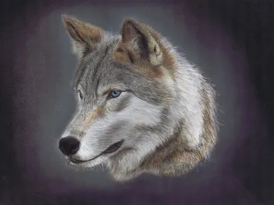 обои : Волк, Дерево, Млекопитающее, Собака, как млекопитающее 1920x1080 -  Brokenvegetable - 127395 - красивые картинки - WallHere