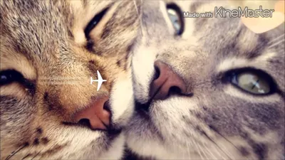 Два котика - две открытки 😻♥️ Если вам нравятся животные и вы хотите  научиться рисовать красивые картинки, то этот мастер-класс именно… |  Instagram