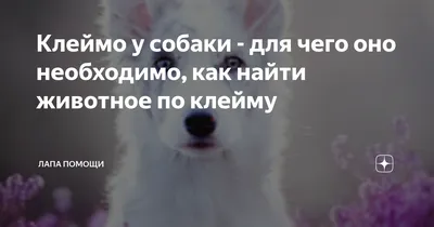 Клеймо у собак: как выглядит, что означает и как найти животное по клейму |  Ямал-Медиа