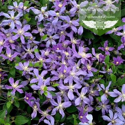 Clematis Arabella - Buy Clematis Vines | Spring Hill Nurseries – Spring  Hill Nursery