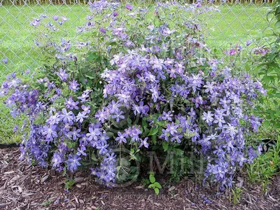 Clematis 'Arabella', Клематис 'Арабелла'