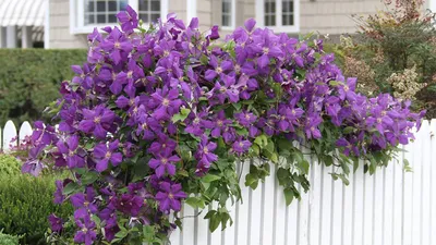 Arabella Clematis - Plants4Home