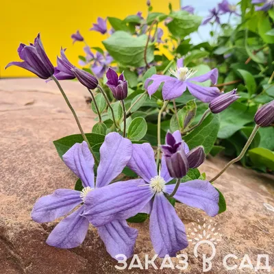 Arabella Clematis, Clematis x 'Arabella', Monrovia Plant