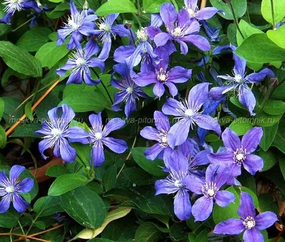 Clematis integrifolia arabella hi-res stock photography and images - Alamy