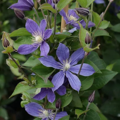 Shoreline Area News: In the Garden Now: Clematis 'Arabella'