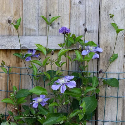 Kristina Clode Garden Design - Clematis 'Arabella' has been continuously  flowering for several weeks with a profusion of lilac blue blooms. It's a  non twining semi-herbaceous clematis which is cut almost to