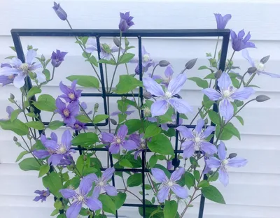 Clematis 'Arabella' - buy plants at Coolplants