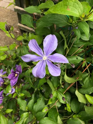 Photo of Clematis Arabella (Clematis)