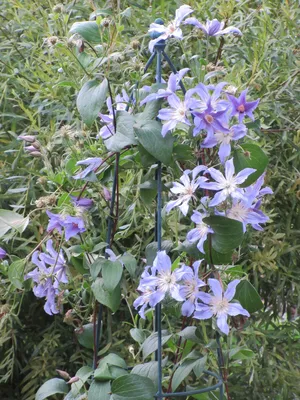 CLEMATIS 'ARABELLA', Stock Photo, Picture And Rights Managed Image. Pic.  GWG-TRE14178 | agefotostock