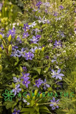 Clematis Arabella, Blooms all summer into fall | Clematis, Clematis vine,  Clematis trellis