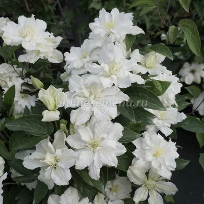 Arabella - Clematis Vines - Donahue's Greenhouse