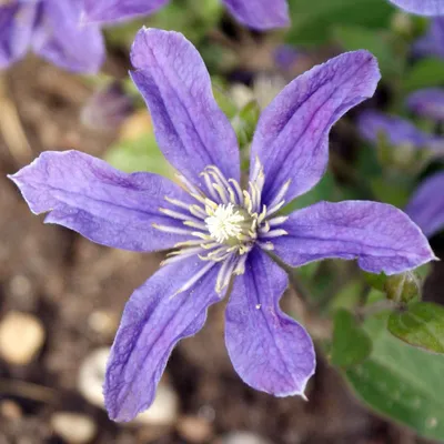 Blue Clematis Arabella Stock Photo - Download Image Now - Clematis,  Abstract, Beauty - iStock