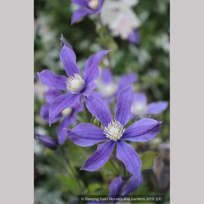 Clematis 'Arabella', Non-vining Clematis – Dancing Oaks Nursery and Gardens