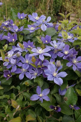 Clematis 'Arabella' - Roots Plants