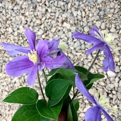 Photo of Clematis Arabella (Clematis)