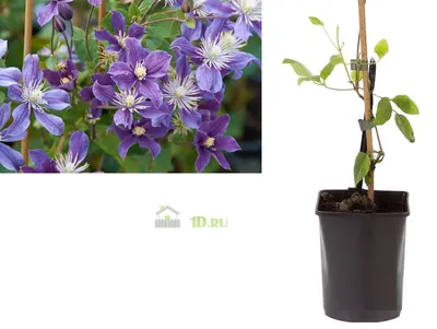 Clematis Arabella - Summer Flower (9cm) - Plants from Gardeners Dream UK