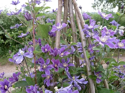 Clematis, Arabella - TheTreeFarm.com