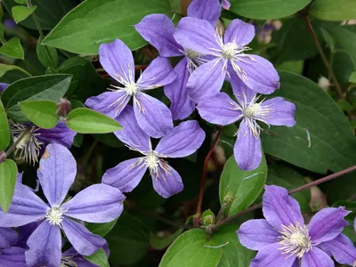 Clematis 'Arabella' Clematis | Garden Center Marketing