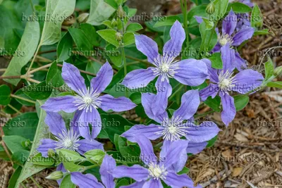 Clematis 'Arabella' (Integrifolia Group), Clematis 'Arabella' - uploaded by  @joannie.a